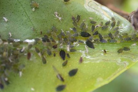 一串红常见病虫害