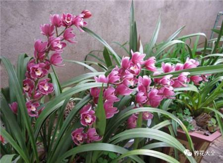 过年了买鲜花放家里说说