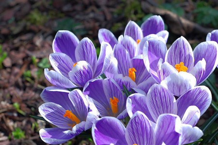 藏红花什么人不能喝水