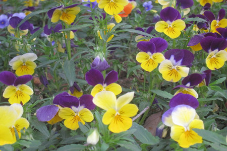 蝴蝶花的功效与作用及用法用量