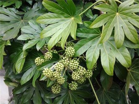 八角金盘容易得什么病