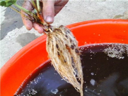 草莓水培种植技术
