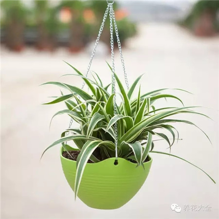 厨房摆什么花有利健康