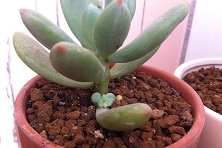 多肉侧芽怎么移栽