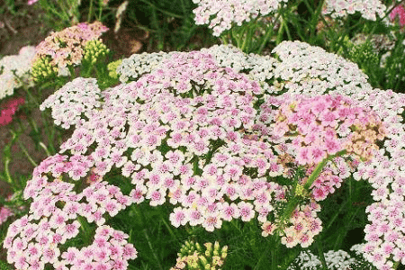 西洋蓍草的养殖方法和注意事项视频