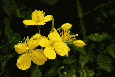 白屈菜的作用和功效与作用