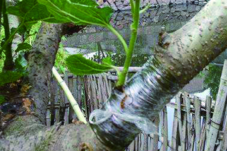 嫁接果树的最佳时间表