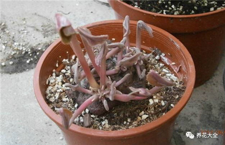 过年了买鲜花放家里说说