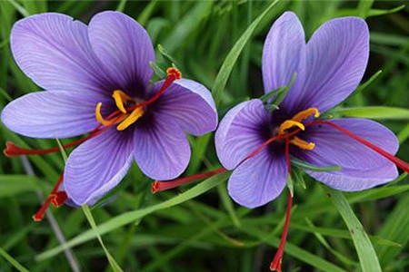 藏红花什么人不能喝水