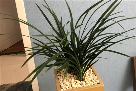 养好兰花的口诀