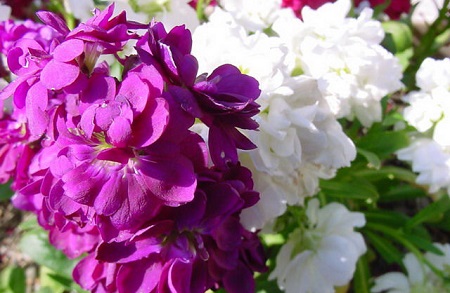 紫罗兰叶插多久发芽