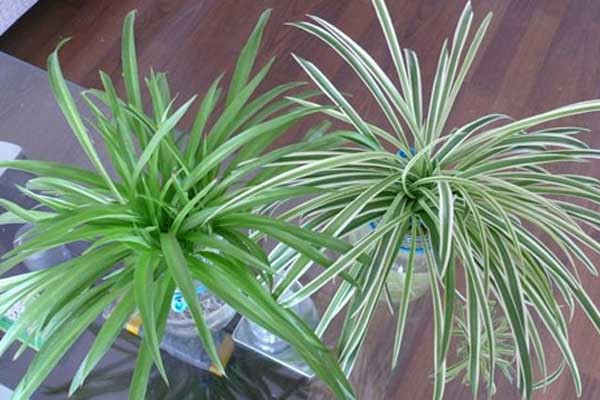 银边吊兰的养殖方法和注意事项(银边吊兰花图片)