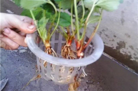 草莓水培种植技术