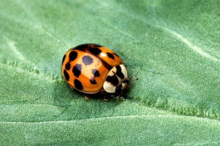 一串红常见病虫害