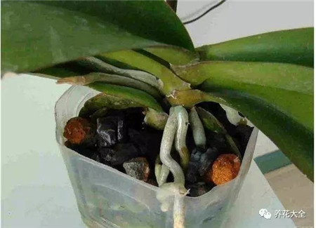 过年了买鲜花放家里说说