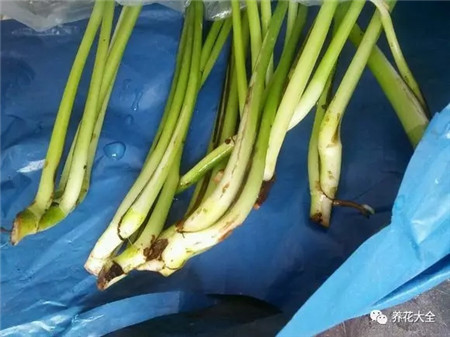 水培花卉为什么会烂根