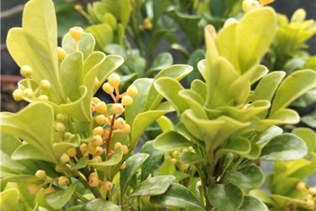 米兰啥时候修剪怎么修剪