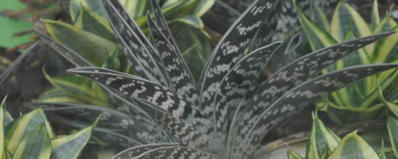 翠花掌的养殖方法(翠花掌图片)