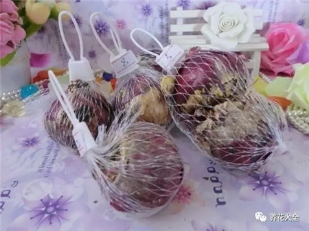 过年了买鲜花放家里说说