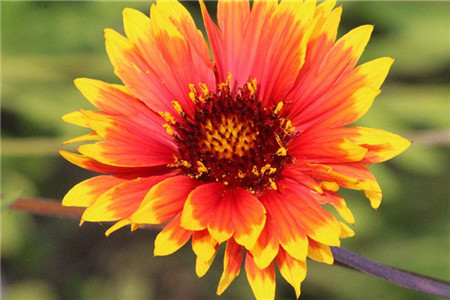 太阳花和向日葵的区别在哪里