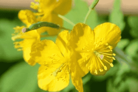 白屈菜的作用和功效与作用