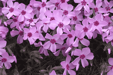 芝樱的种植与养护