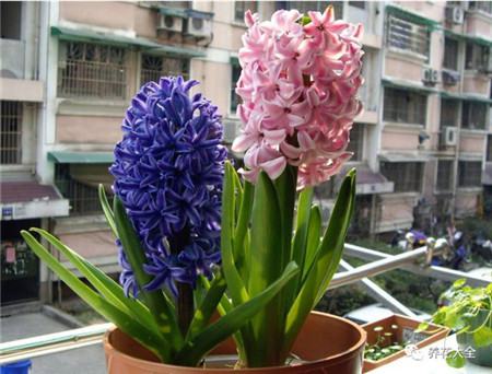 过年了买鲜花放家里说说