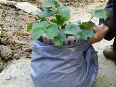 草莓水培种植技术