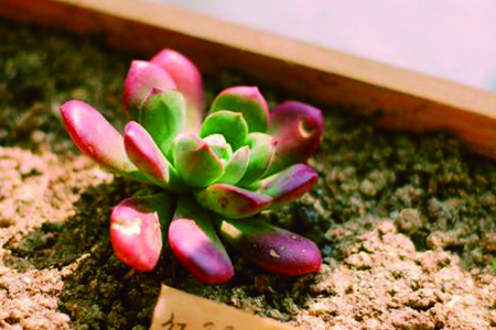 多肉红稚莲的养殖方法和技巧
