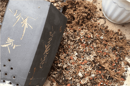 养好兰花的口诀