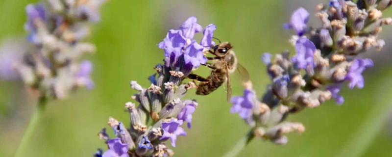 薰衣草木化了还会长新枝吗薰衣草木质化修剪(薰衣草枯萎还会复活吗)