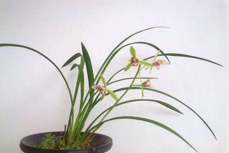 兰花茎腐病用什么药预防