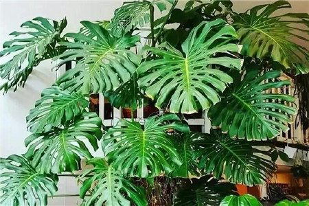 龟背竹的气生根能做扦插吗