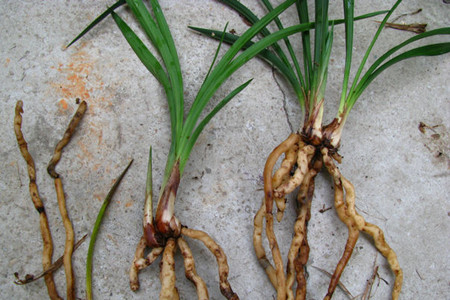 兰花茎腐病用什么药预防