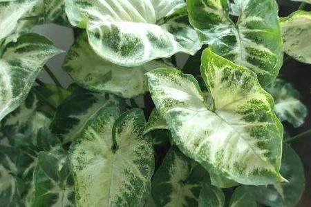 合果芋花有毒吗适合家庭养殖吗