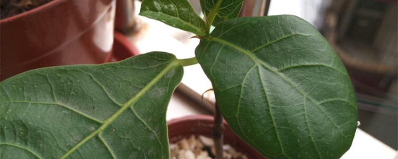 琴叶榕叶子锈斑怎么治能变回来吗(琴叶榕叶子生锈怎么办)