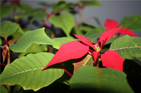 一品红叶子干枯怎么办