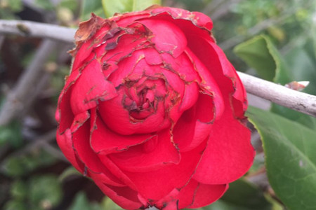 茶花落叶是怎么回事怎样处理