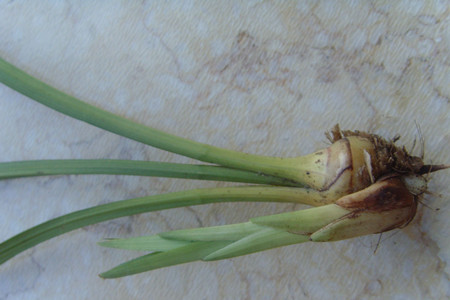 兰花茎腐病用什么药预防