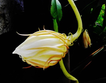 怎么判断昙花长花骨朵了