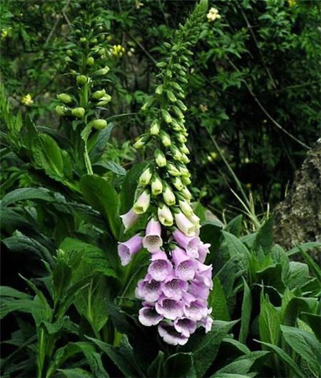 洋地黄的养殖方法和注意事项是什么