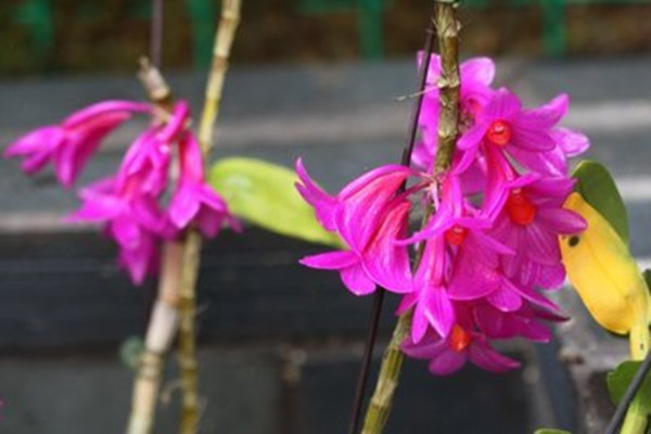 红花石斛的功效与作用(红花石斛图片及价格)