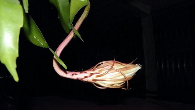 如何辨别昙花何时开花(怎么判断昙花长花骨朵了)