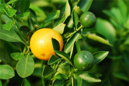 四季桔的养殖方法