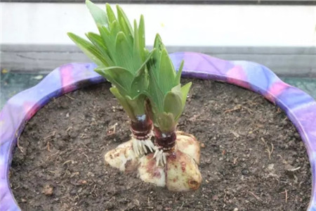 百合球怎么养殖