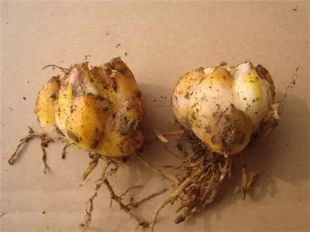 百合球怎么养殖