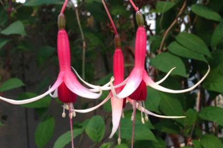 植物的呼吸作用实验