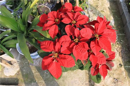 一品红叶子干枯怎么办