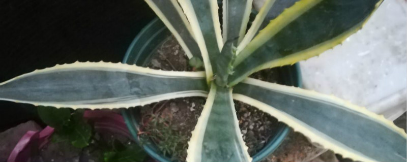 龙舌兰施肥的最佳时间龙舌兰施肥方法(龙舌兰施什么肥)