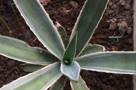 龙舌兰施什么肥